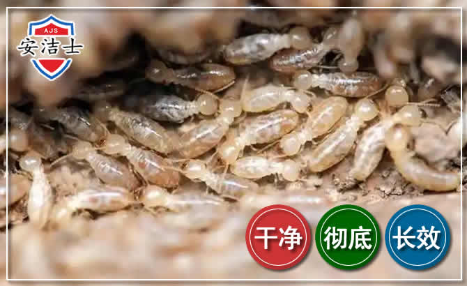 静安区白蚁防治