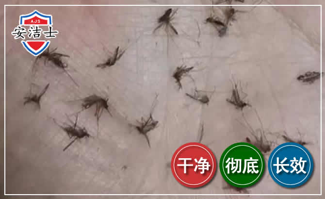 静安区蚊子防治-灭蚊