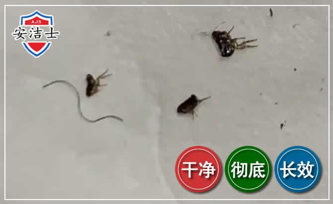 静安区跳蚤防治-灭跳蚤
