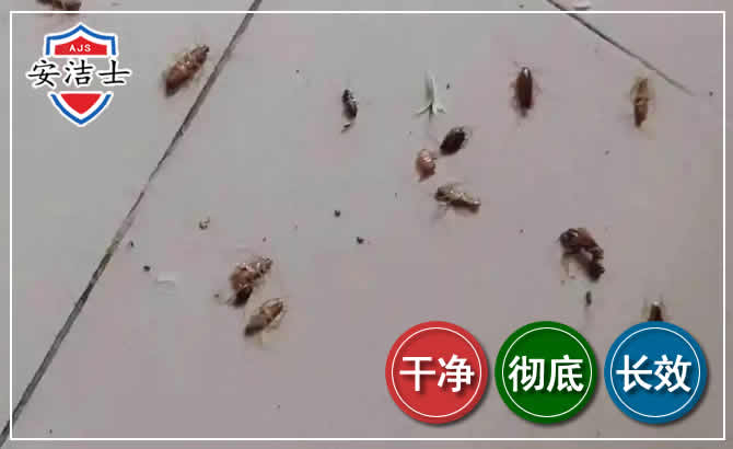 静安区蟑螂防治-灭蟑螂