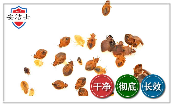 静安区臭虫防治-消灭臭虫